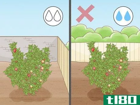 Image titled Grow a Pomegranate Tree Step 5