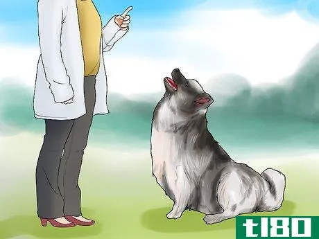 Image titled Identify a Keeshond Step 11