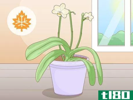 Image titled Get Orchids to Rebloom Step 10