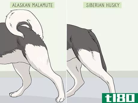 Image titled Identify an Alaskan Malamute from a Siberian Husky Step 4