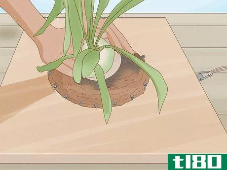 Image titled Grow a Staghorn Fern Step 19