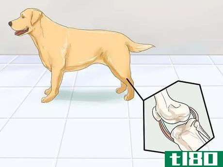 Image titled Help Dogs with Joint Problems and Stiffness Step 1