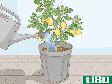 Image titled Grow Lemon Trees Indoors Step 9