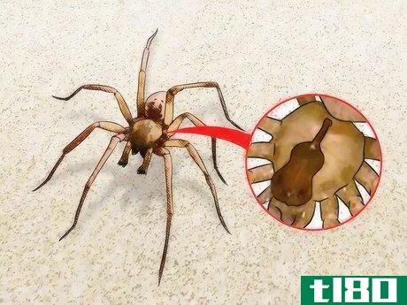Image titled Identify and Treat Recluse (Fiddleback) Spider Bites Step 1