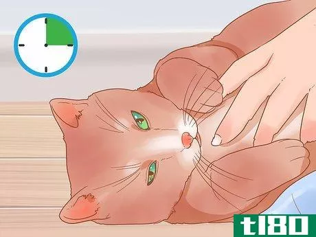 Image titled Have Fun with Your Cat Step 9
