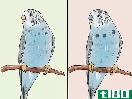 Image titled Identify Your Budgie's Gender Step 1