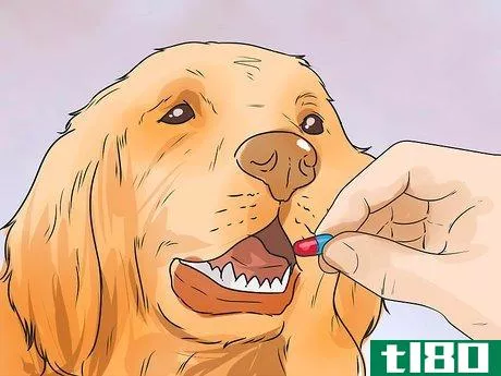 Image titled Help a Female Dog Who Is Injured Urinate Step 10