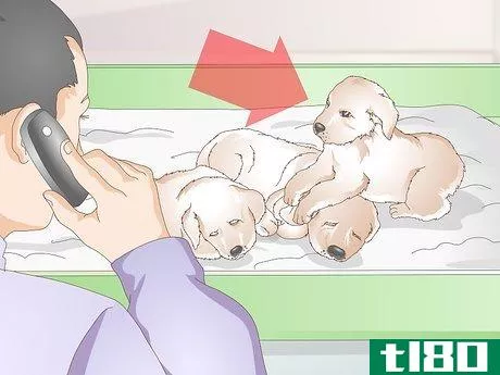 Image titled Get a Litter of Puppies to Sleep Step 12