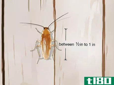 Image titled Identify a Cockroach Step 31