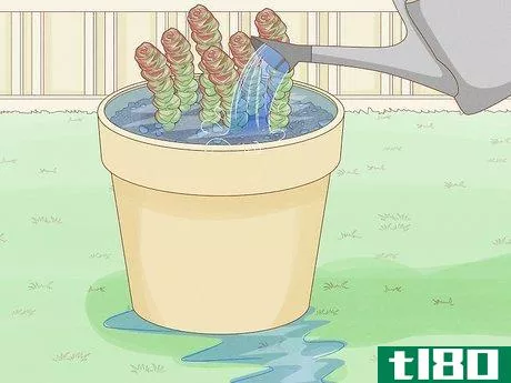 Image titled Grow Succulents Outdoors Step 12