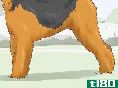 Image titled Identify an Airedale Terrier Step 6