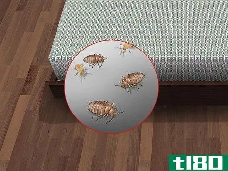 Image titled Identify Bed Bug Bites Step 5