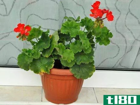 如何在室内种植天竺葵(grow geraniums indoors)