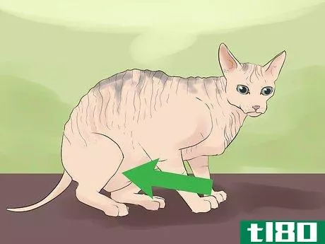 Image titled Identify a Sphynx Cat Step 5
