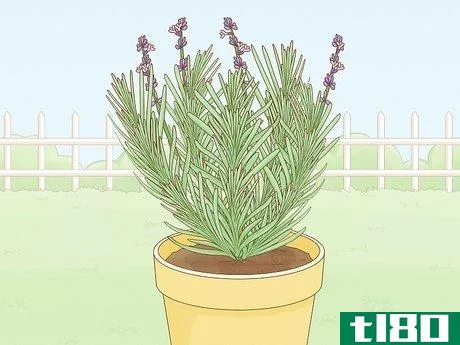 如何收获薰衣草(harvest lavender)