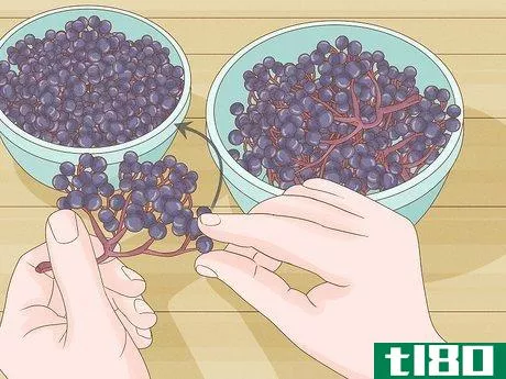 Image titled Harvest Elderberries Step 3