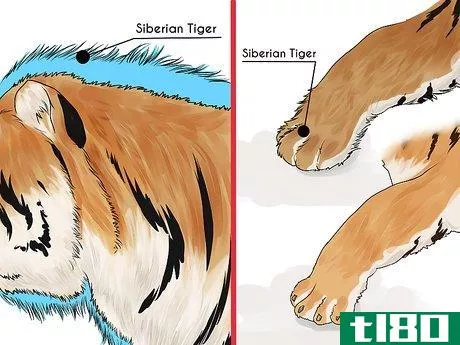 如何识别一只西伯利亚虎(identify a siberian tiger)