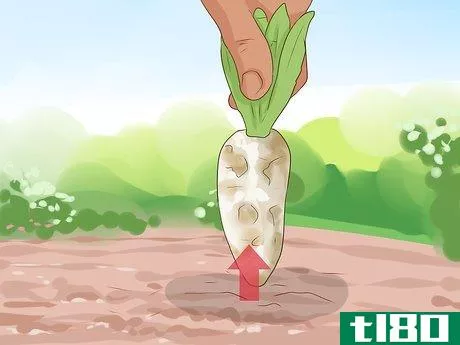 Image titled Harvest Chicory Step 5