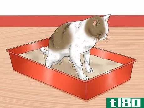 Image titled Give a Cat an Enema at Home Step 1