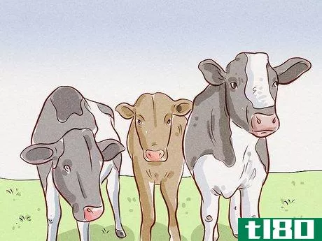 Image titled Herd Cattle Step 11