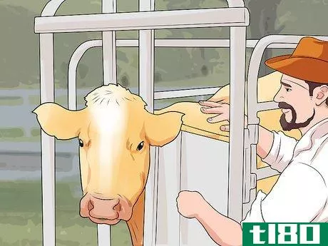 Image titled Humanely Euthanize a Cow Step 21