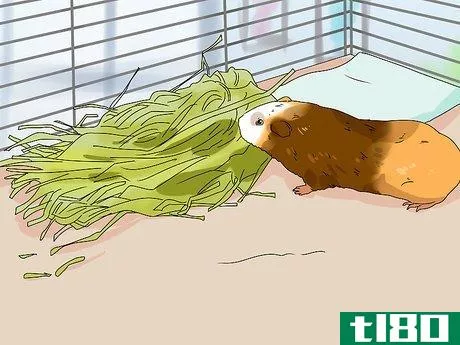 Image titled Keep Your Guinea Pigs Smelling Good Step 9