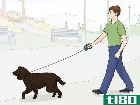 Image titled Identify an American Water Spaniel Step 10