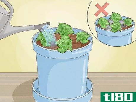 Image titled Grow Lettuce Indoors Step 9