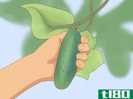 Image titled Grow Cucumbers Step 20