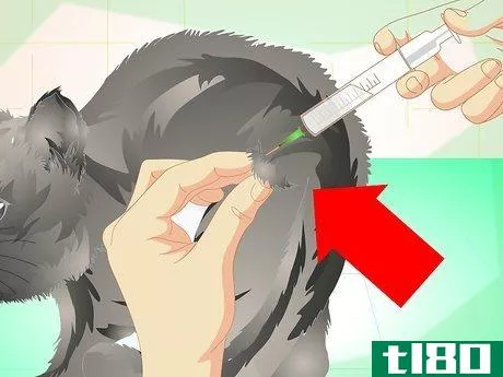 Image titled Get Your Cat Spayed Step 9