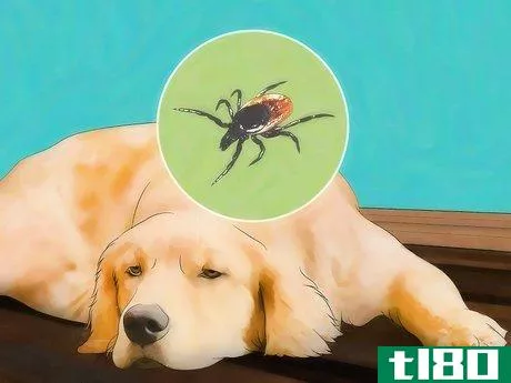 Image titled Identify Canine Tick Problems Step 1