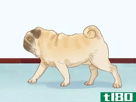 Image titled Identify a Pug Step 1
