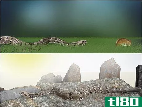 Image titled Identify a Timber Rattlesnake Step 6