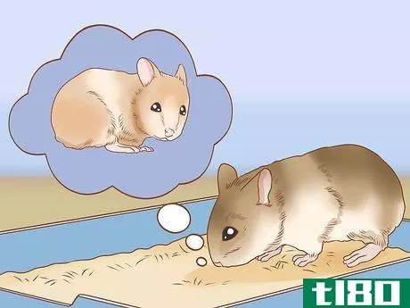 Image titled Introduce Two Dwarf Hamsters Step 3