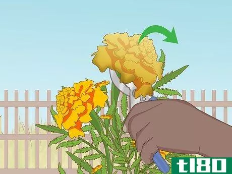 Image titled Grow Marigolds Step 19