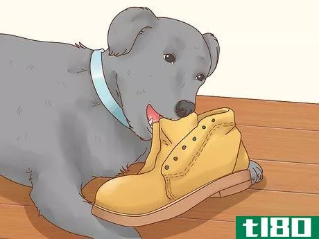Image titled Get a Dog to Stop Eating Dirt Step 1