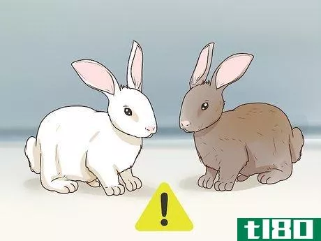 Image titled Keep Pet Rabbits Safe Step 10