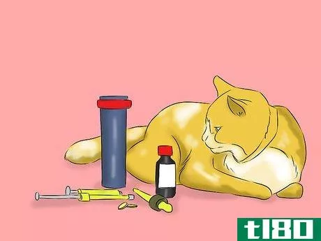 Image titled Help a Cat with Epileptic Seizures Step 8
