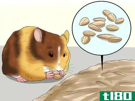 Image titled Know when Your Hamster Is Pregnant Step 7