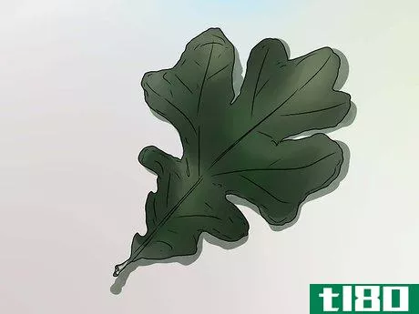 Image titled Identify Oak Leaves Step 10