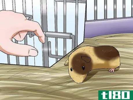 Image titled Get Your Guinea Pig to Stop Biting You Step 5