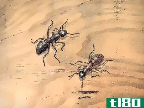 如何识别木匠蚂蚁(identify carpenter ants)
