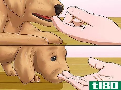 Image titled Get Your Puppy to Stop Biting Step 5