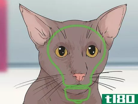 如何识别哈瓦那棕猫(identify a havana brown cat)
