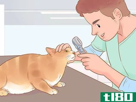 Image titled Know if Your Cat Is Sick Step 14