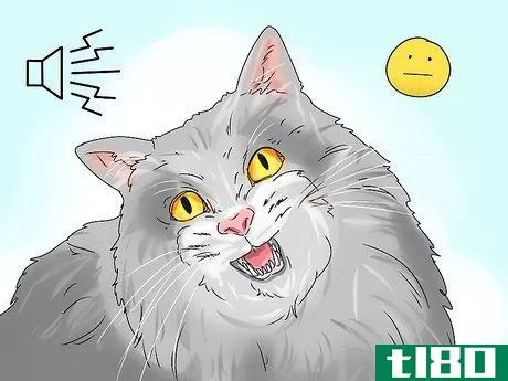 Image titled Identify a Siberian Cat Step 8