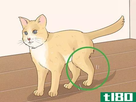 Image titled Handle Septic Arthritis in Cats Step 1