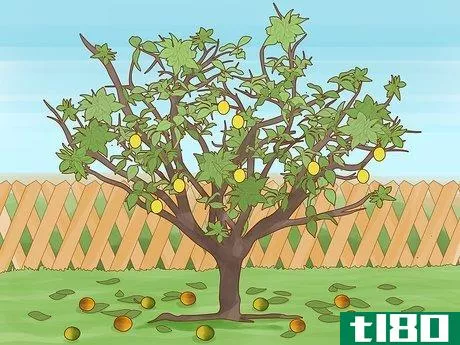Image titled Identify Lemon Tree Diseases Step 8