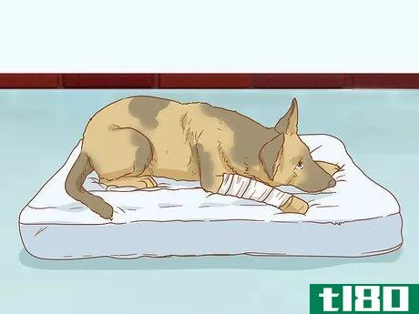 Image titled Help a Dog Recover from a Broken Leg Step 17