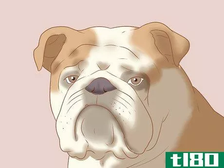 Image titled Identify an English Bulldog Step 4